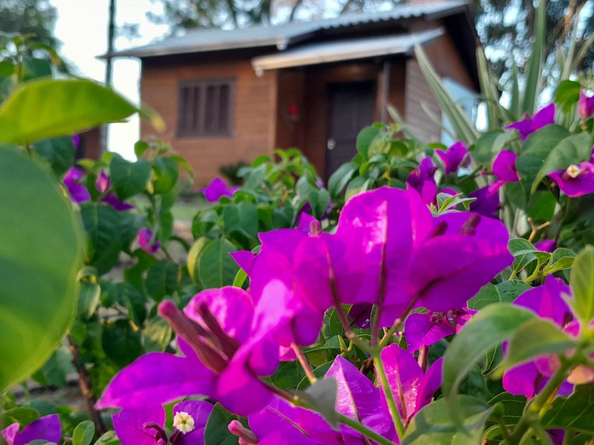 Cabanas Dos Pinheiros São Francisco de Paula Zimmer foto