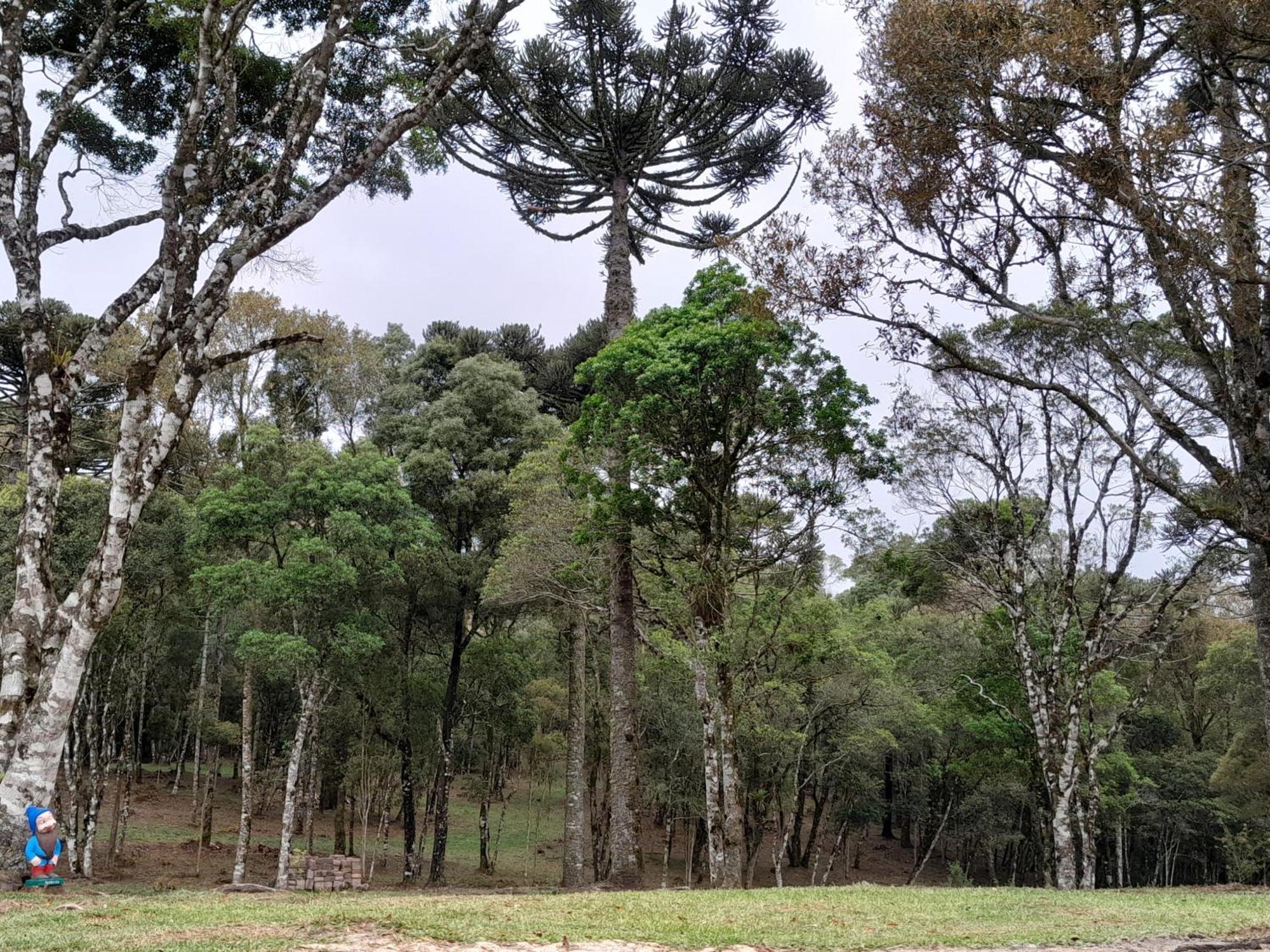 Cabanas Dos Pinheiros São Francisco de Paula Zimmer foto